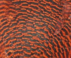 Chevron Grade 1 Complete Hen Saddle - Funky Fly Tying -Fly Fishing Supplies Store Chevron Grade 1 Complete Hen Saddle Dyed Grizzly Hot Orange 1