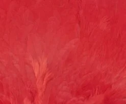 Chevron Grade 1 Complete Hen Saddle - Funky Fly Tying -Fly Fishing Supplies Store Chevron Grade 1 Complete Hen Saddle Dyed Red