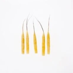 Funk Extended Mayfly Bodies (Large) - Funky Fly Tying -Fly Fishing Supplies Store Funky Extended Bodies Mayfly Large Yellow Danica 242 scaled 2