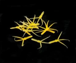 Hemingway's Mayfly Nymph Rubber Tails - Funky Fly Tying -Fly Fishing Supplies Store Hemingways Mayfly Nymph Rubber Tails 5