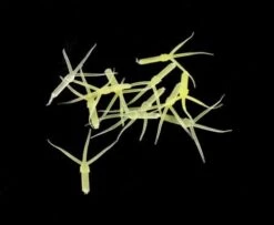 Hemingway's Mayfly Nymph Rubber Tails - Funky Fly Tying -Fly Fishing Supplies Store Hemingways Mayfly Nymph Rubber Tails 6 1