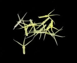 Hemingway's Mayfly Nymph Rubber Tails - Funky Fly Tying -Fly Fishing Supplies Store Hemingways Mayfly Nymph Rubber Tails 6