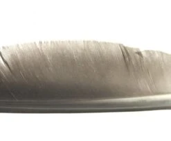 Nature's Spirit Goose Quills - Funky Fly Tying -Fly Fishing Supplies Store Natures Spirit Canada Goose Biot Quill Goose Quill Body Natural Grey 1