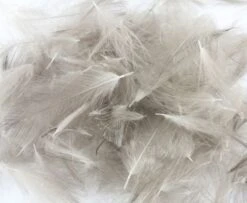 Nature's Spirit Duck CDC - Funky Fly Tying -Fly Fishing Supplies Store Natures Spirit Duck CDC Natural Mallard 1