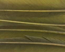 Nature's Spirit Duck Quills - Funky Fly Tying -Fly Fishing Supplies Store Natures Spirit Duck Quills Dark Olive