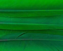 Nature's Spirit Duck Quills - Funky Fly Tying -Fly Fishing Supplies Store Natures Spirit Duck Quills Green