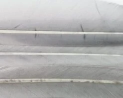 Nature's Spirit Duck Quills - Funky Fly Tying -Fly Fishing Supplies Store Natures Spirit Duck Quills Medium Dun 1