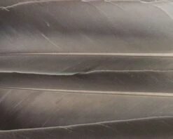 Nature's Spirit Duck Quills - Funky Fly Tying -Fly Fishing Supplies Store Natures Spirit Duck Quills Natural Grey 1