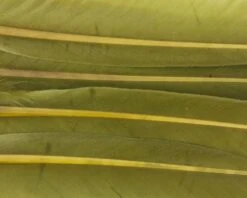 Nature's Spirit Duck Quills - Funky Fly Tying -Fly Fishing Supplies Store Natures Spirit Duck Quills Olive 1