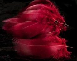 Nature's Spirit Dyed Bronze Mallard - Funky Fly Tying -Fly Fishing Supplies Store Natures Spirit Dyed Bronze Mallard Claret