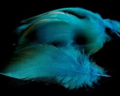 Nature's Spirit Dyed Bronze Mallard - Funky Fly Tying -Fly Fishing Supplies Store Natures Spirit Dyed Bronze Mallard Fluo Blue 1