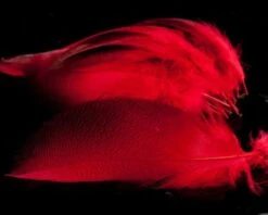 Nature's Spirit Dyed Bronze Mallard - Funky Fly Tying -Fly Fishing Supplies Store Natures Spirit Dyed Bronze Mallard Red 1