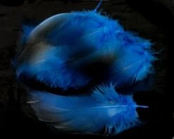 Nature's Spirit Dyed Bronze Mallard - Funky Fly Tying -Fly Fishing Supplies Store Natures Spirit Dyed Bronze Mallard Royal Blue