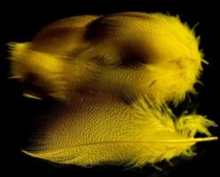 Nature's Spirit Dyed Bronze Mallard - Funky Fly Tying -Fly Fishing Supplies Store Natures Spirit Dyed Bronze Mallard Yellow