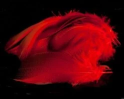 Nature's Spirit Dyed Bronze Mallard - Funky Fly Tying -Fly Fishing Supplies Store Natures Spirit Dyed Bronze Mallard hot Orange