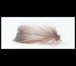 Nature's Spirit Gadwell Flank Feathers - Funky Fly Tying -Fly Fishing Supplies Store Natures Spirit Gadwell Flank Feathers 3 1