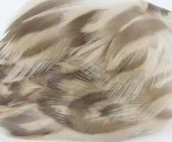 Nature's Spirit Hen Mallard Flanks - Funky Fly Tying -Fly Fishing Supplies Store Natures Spirit Hen Mallard Flanks Natural 1