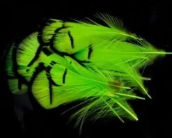 Nature's Spirit Lady Amherst Assorted Tippets Dyed - Funky Fly Tying -Fly Fishing Supplies Store Natures Spirit Lady Amherst Assorted Tippets Dyed Fluo Chartereuse