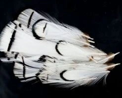 Nature's Spirit Lady Amherst Assorted Tippets Dyed - Funky Fly Tying -Fly Fishing Supplies Store Natures Spirit Lady Amherst Assorted Tippets Dyed Natural