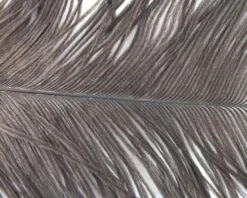 Nature's Spirit Ostrich Plumes 10"-12" - Funky Fly Tying -Fly Fishing Supplies Store Natures Spirit Ostrich Plumes 10 12 Natural Grey
