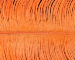 Nature's Spirit Ostrich Plumes 10"-12" - Funky Fly Tying -Fly Fishing Supplies Store Natures Spirit Ostrich Plumes 10 12 Orange