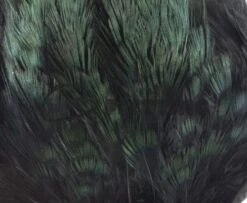 Fish Hunter Ringneck Pheasant Rump Patch - Funky Fly Tying -Fly Fishing Supplies Store Natures Spirit Ringneck Pheasant Rump Patch Black