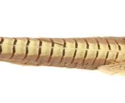 Nature's Spirit Ringneck Pheasant Tail Clumps - Funky Fly Tying -Fly Fishing Supplies Store Natures Spirit Ringneck Pheasant Tail Clumps Bleached 1