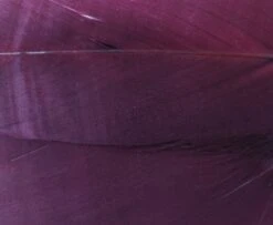 Nature's Spirit Select Goose Shoulder Feathers - Funky Fly Tying -Fly Fishing Supplies Store Natures Spirit Select Goose Shoulder Feathers Claret