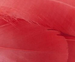 Nature's Spirit Select Goose Shoulder Feathers - Funky Fly Tying -Fly Fishing Supplies Store Natures Spirit Select Goose Shoulder Feathers Fluo Cherry Red 1