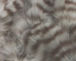 Nature's Spirit Select Grizzly Collaring Hackle (soft Hackle) - Funky Fly Tying -Fly Fishing Supplies Store Natures Spirit Select Grizzly Collaring Hackle soft hackle Heron Grey
