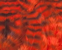 Nature's Spirit Select Grizzly Collaring Hackle (soft Hackle) - Funky Fly Tying -Fly Fishing Supplies Store Natures Spirit Select Grizzly Collaring Hackle soft hackle Hot Orange