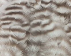 Nature's Spirit Select Grizzly Collaring Hackle (soft Hackle) - Funky Fly Tying -Fly Fishing Supplies Store Natures Spirit Select Grizzly Collaring Hackle soft hackle Natural