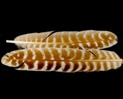 Nature's Spirit Select Ozark Barred Turkey Quills - Funky Fly Tying