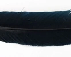 Nature's Spirit Select Ozark Barred Turkey Quills - Funky Fly Tying -Fly Fishing Supplies Store Natures Spirit Select Ozark Barred Turkey Quills Black