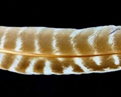 Nature's Spirit Select Ozark Barred Turkey Quills - Funky Fly Tying -Fly Fishing Supplies Store Natures Spirit Select Ozark Barred Turkey Quills Bleached