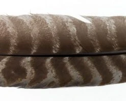 Nature's Spirit Select Ozark Barred Turkey Quills - Funky Fly Tying -Fly Fishing Supplies Store Natures Spirit Select Ozark Barred Turkey Quills Muskrat Grey 1