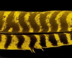 Nature's Spirit Select Ozark Barred Turkey Quills - Funky Fly Tying -Fly Fishing Supplies Store Natures Spirit Select Ozark Barred Turkey Quills Yellow