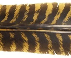 Nature's Spirit Select Wild Turkey Barred Biot Quills - Funky Fly Tying -Fly Fishing Supplies Store Natures Spirit Select Wild Turkey Barred Biot Quills Brown olive