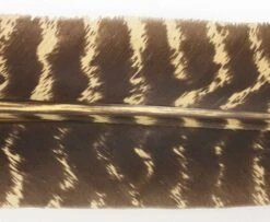 Nature's Spirit Select Wild Turkey Barred Biot Quills - Funky Fly Tying -Fly Fishing Supplies Store Natures Spirit Select Wild Turkey Barred Biot Quills Callibaetis