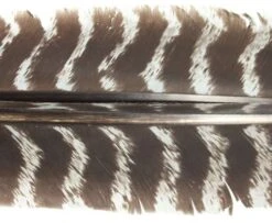 Nature's Spirit Select Wild Turkey Barred Biot Quills - Funky Fly Tying -Fly Fishing Supplies Store Natures Spirit Select Wild Turkey Barred Biot Quills Muskrat Grey 1