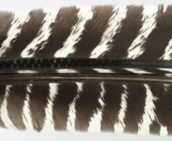 Nature's Spirit Select Wild Turkey Barred Biot Quills - Funky Fly Tying -Fly Fishing Supplies Store Natures Spirit Select Wild Turkey Barred Biot Quills Natural