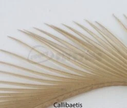 Nature's Spirit Stripped Goose Biots - Funky Fly Tying 22 Nature's Spirit Stripped Goose Biots - Funky Fly Tying -Fly Fishing Supplies Store Natures Spirit Stripped Goose Biots Callibaetis