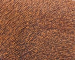 Polish Quills Winter Roe Deer - Funky Fly Tying -Fly Fishing Supplies Store Polish Quills Winter Roe Deer Orange 1
