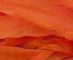 Whiting 1/4oz Loose Pack Of Schlappen - Funky Fly Tying -Fly Fishing Supplies Store Whiting 1 4oz Loose Pack of Schlappen Dyed Orange 1 1