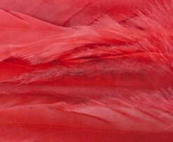 Whiting 1/4oz Loose Pack Of Schlappen - Funky Fly Tying -Fly Fishing Supplies Store Whiting 1 4oz Loose Pack of Schlappen Dyed Red 1