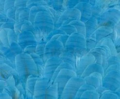 Whiting American Hen Saddles - Funky Fly Tying -Fly Fishing Supplies Store Whiting American Hen Saddles Kingfisher Blue 1