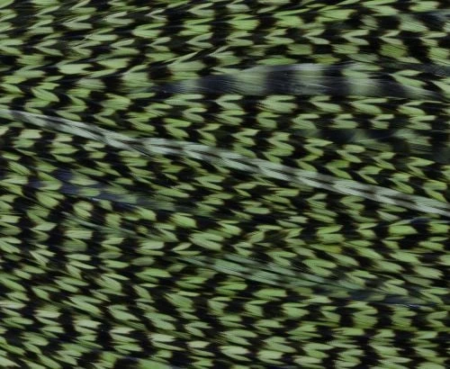 Whiting High & Dry 1/2 Saddle Cape - Funky Fly Tying 3 Whiting High & Dry 1/2 Saddle Cape - Funky Fly Tying - Image 3